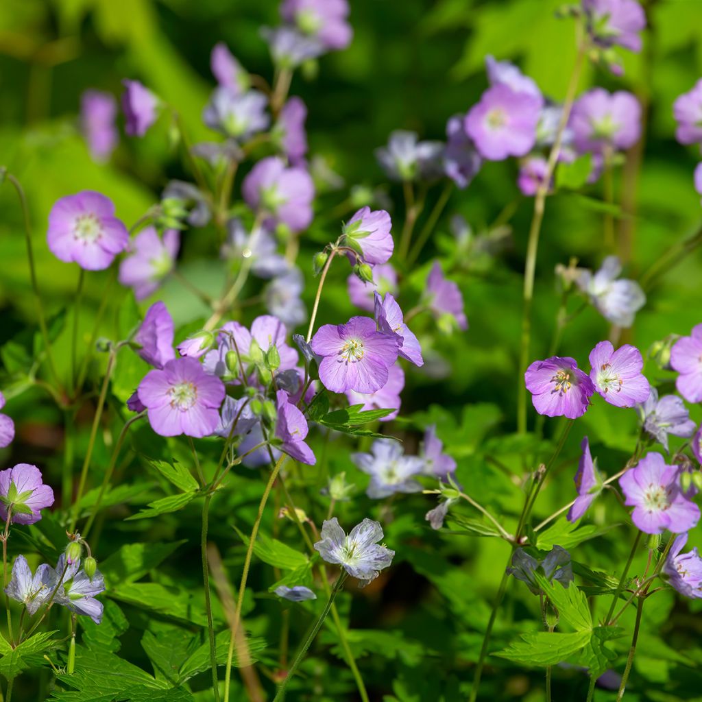 Géranium vivace maculatum