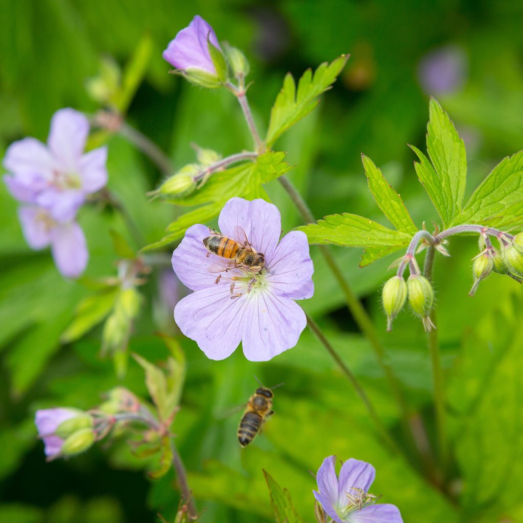 Géranium vivace maculatum