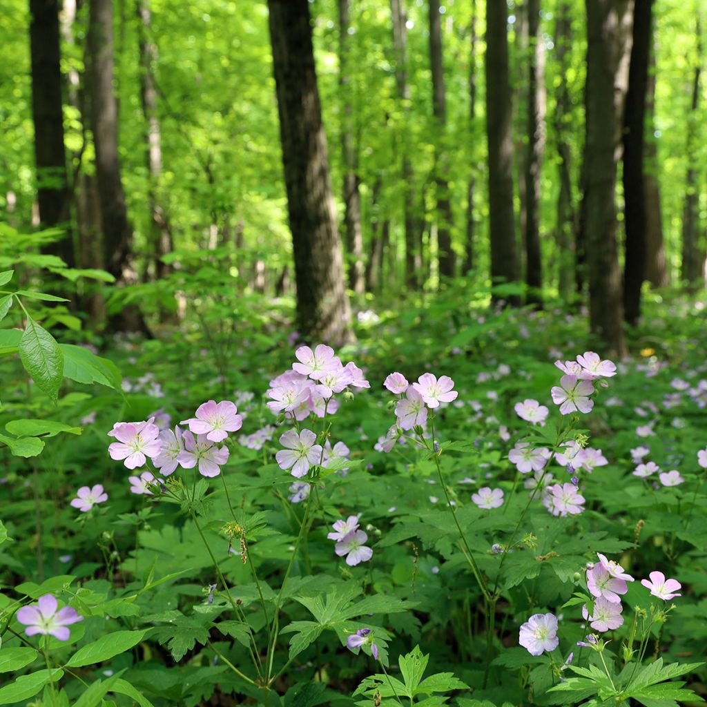 Géranium vivace maculatum