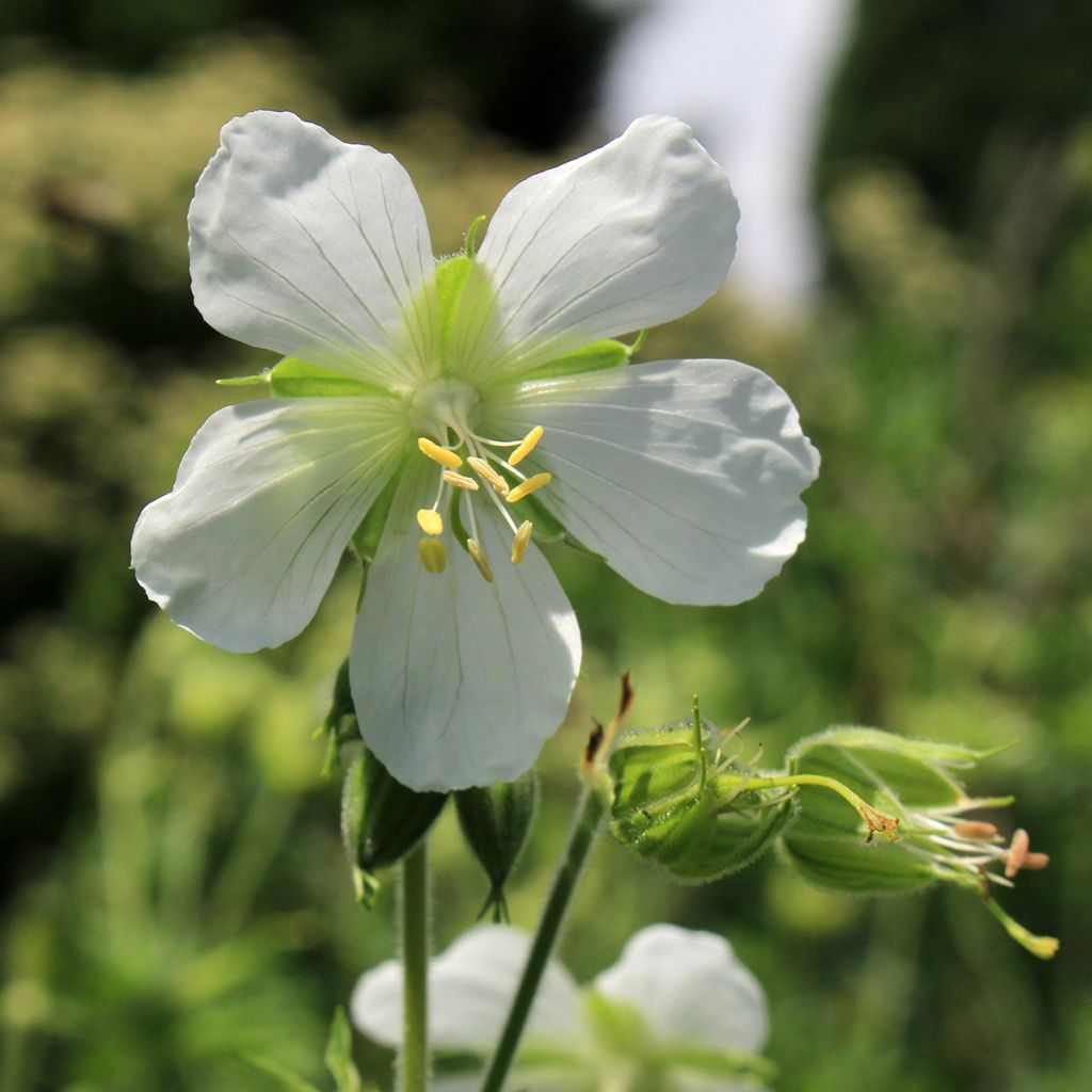 Géranium vivace maculatum var. album