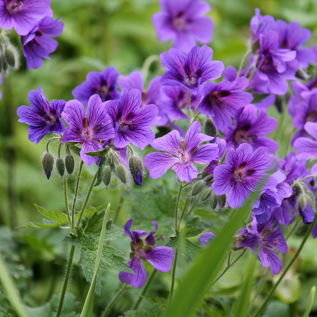 Géranium vivace magnificum