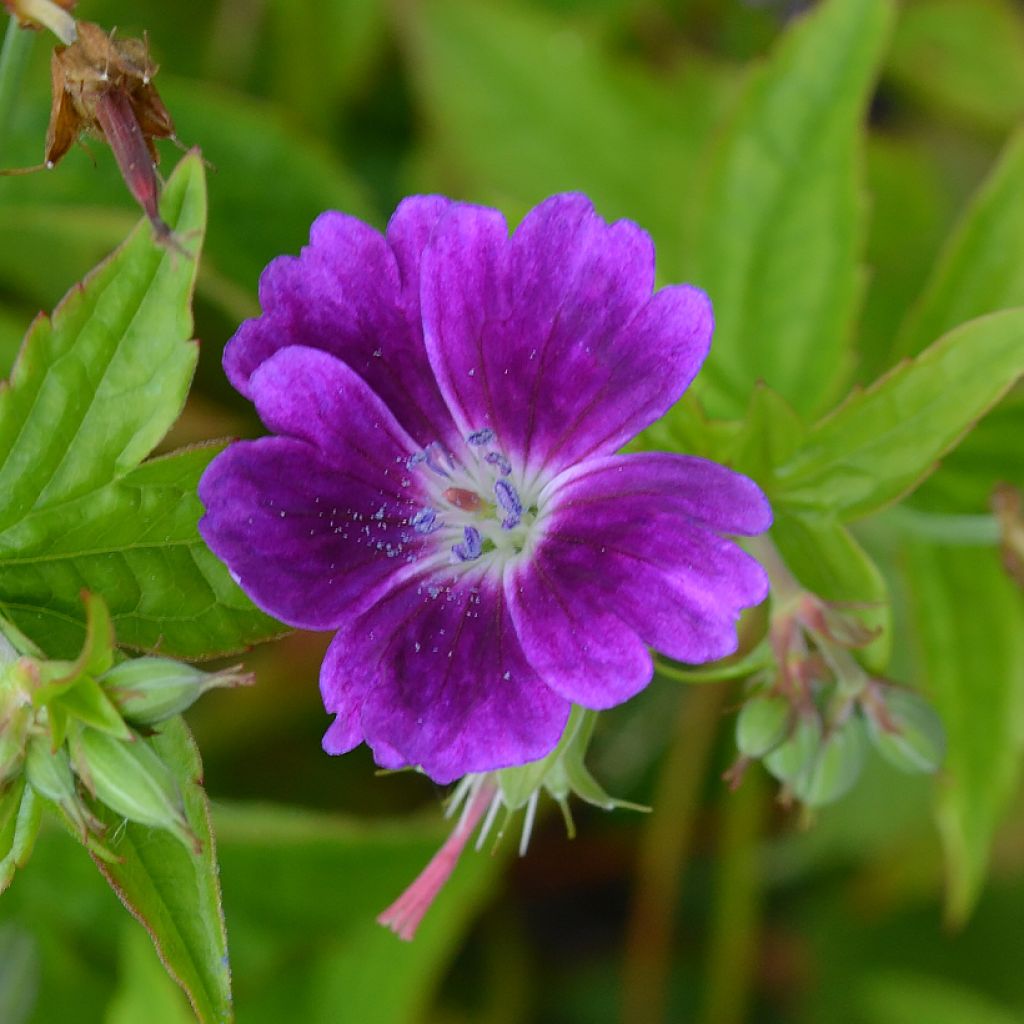 Geranium vivace nodosum Tony's Talisman - Géranium noueux