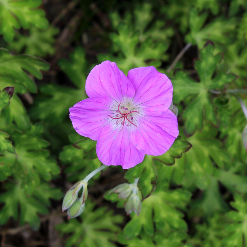 Géranium vivace orientalitibeticum