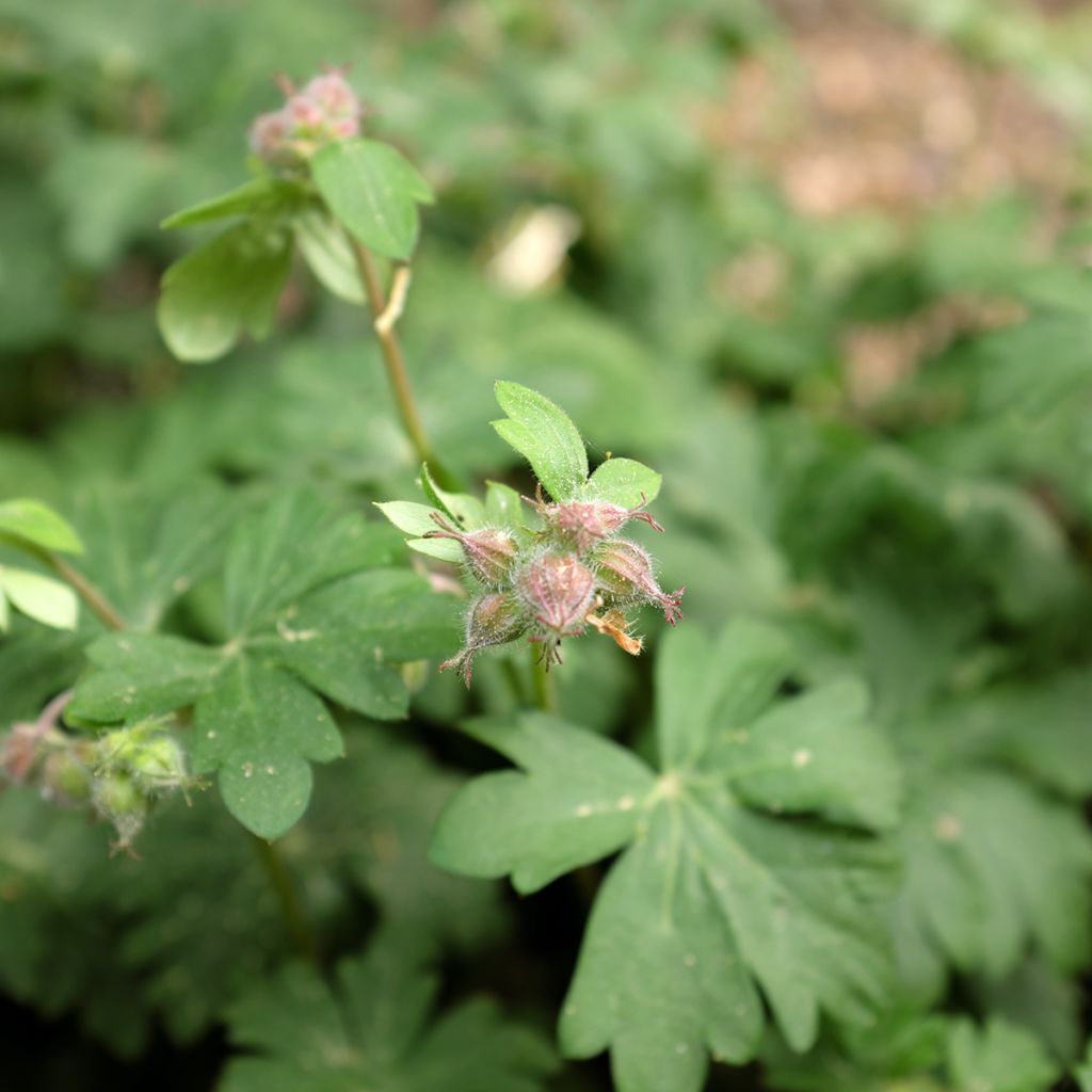 Géranium vivace oxonianum Claridge Druce