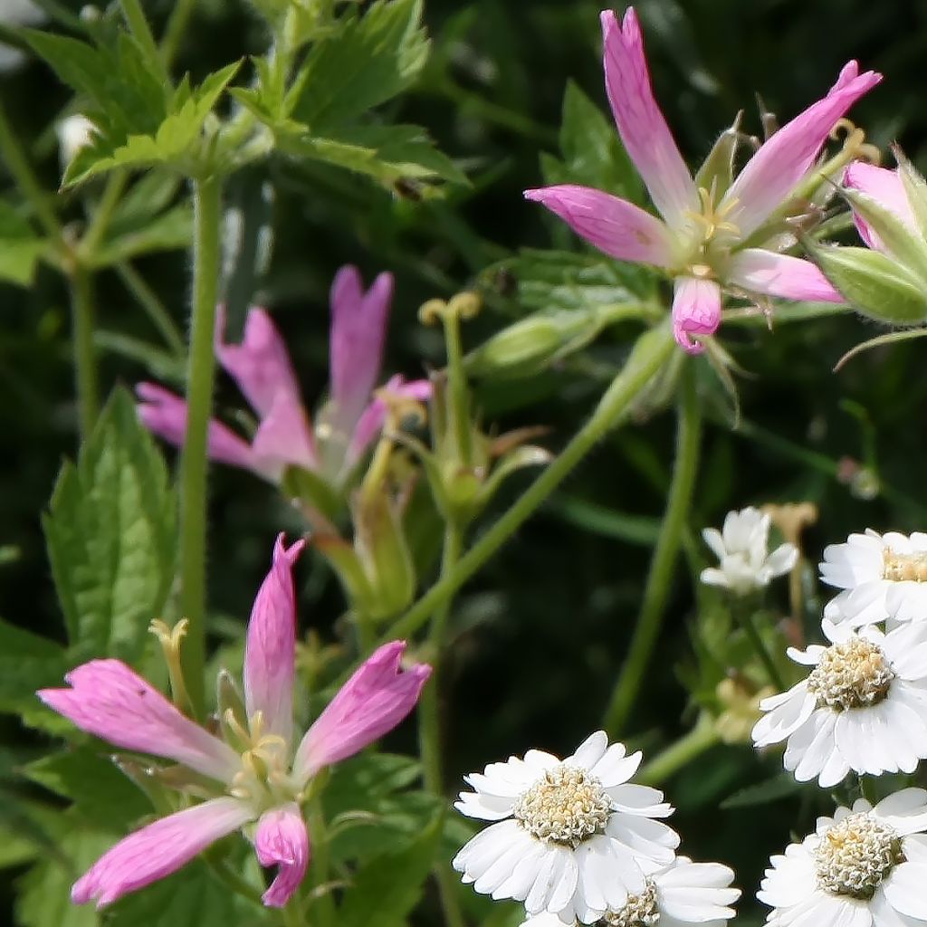 Géranium vivace oxonianum f.thurstonianum