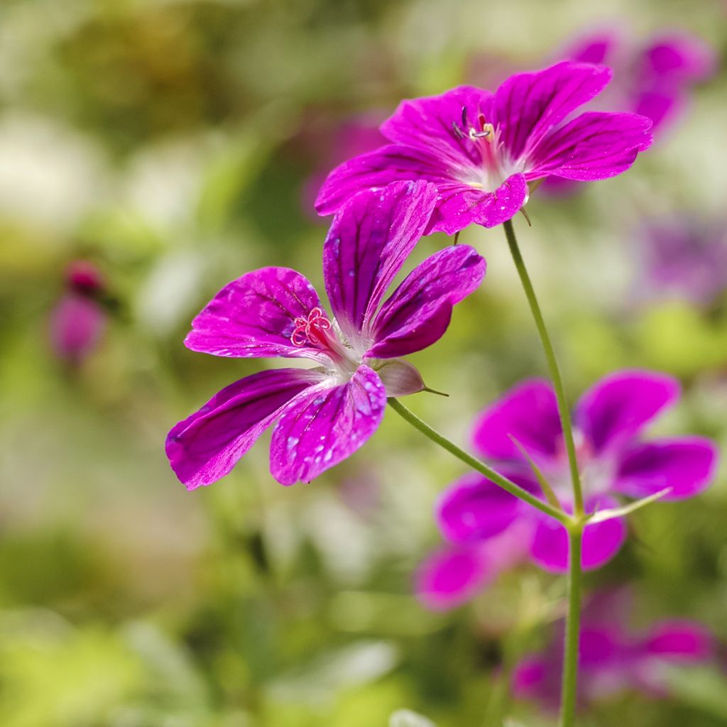 Géranium vivace palustre