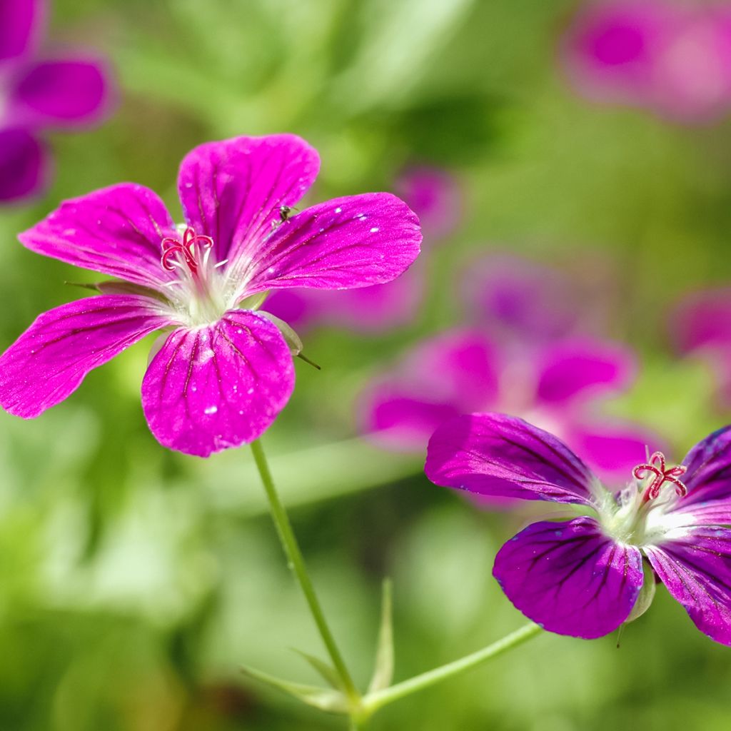 Géranium vivace palustre