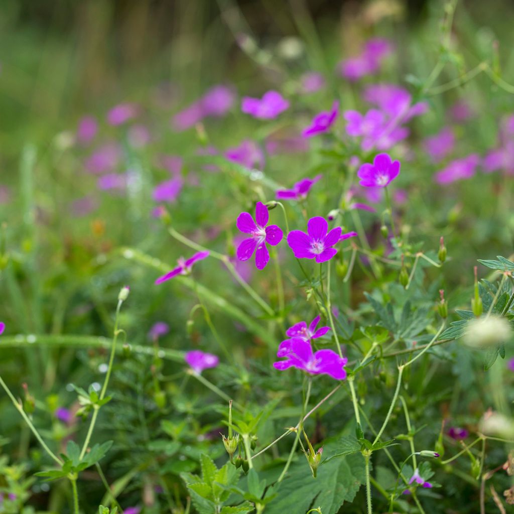 Géranium vivace palustre