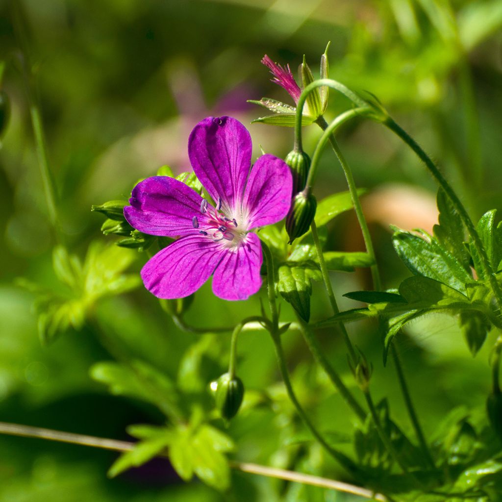 Géranium vivace palustre