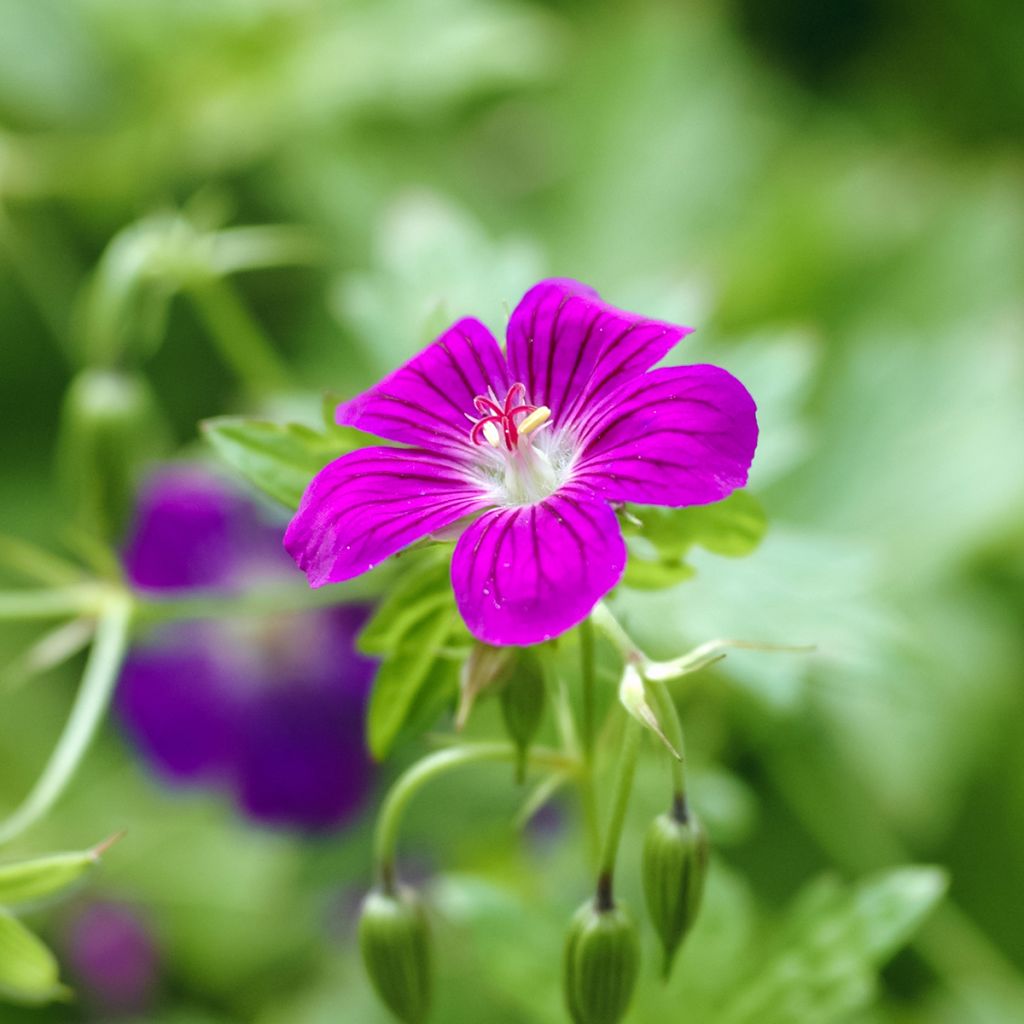 Géranium vivace palustre