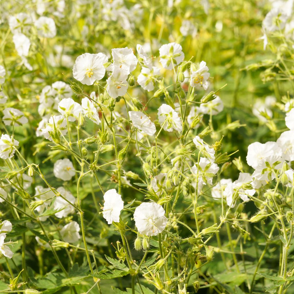 Géranium vivace phaeum Album