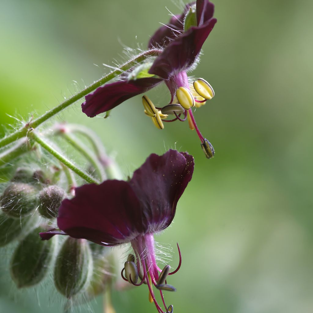 Geranium vivace phaeum Mourning Widow