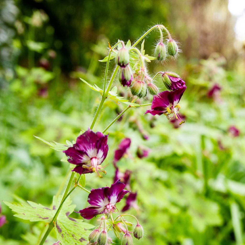 Geranium vivace phaeum Mourning Widow