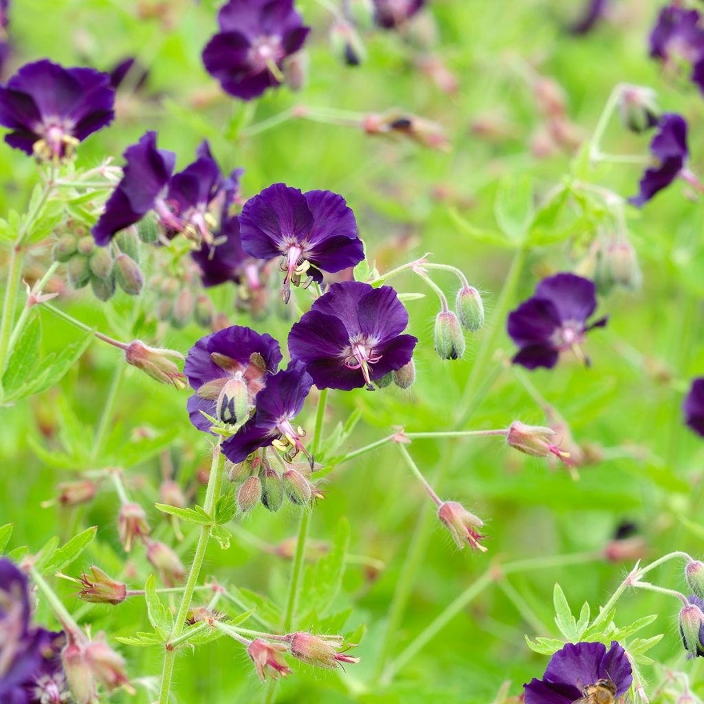 Geranium vivace phaeum Raven - Géranium vivace livide