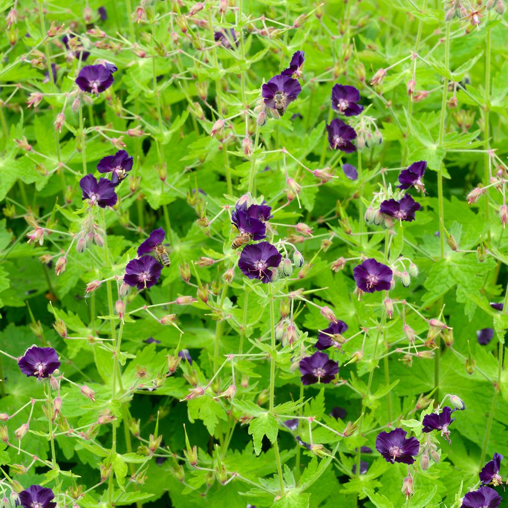 Geranium vivace phaeum Raven - Géranium vivace livide