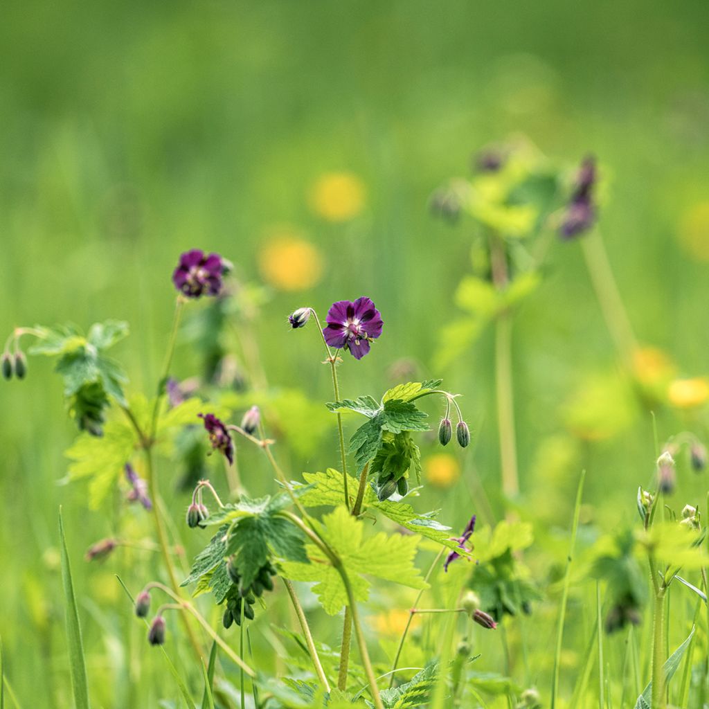 Géranium vivace phaeum