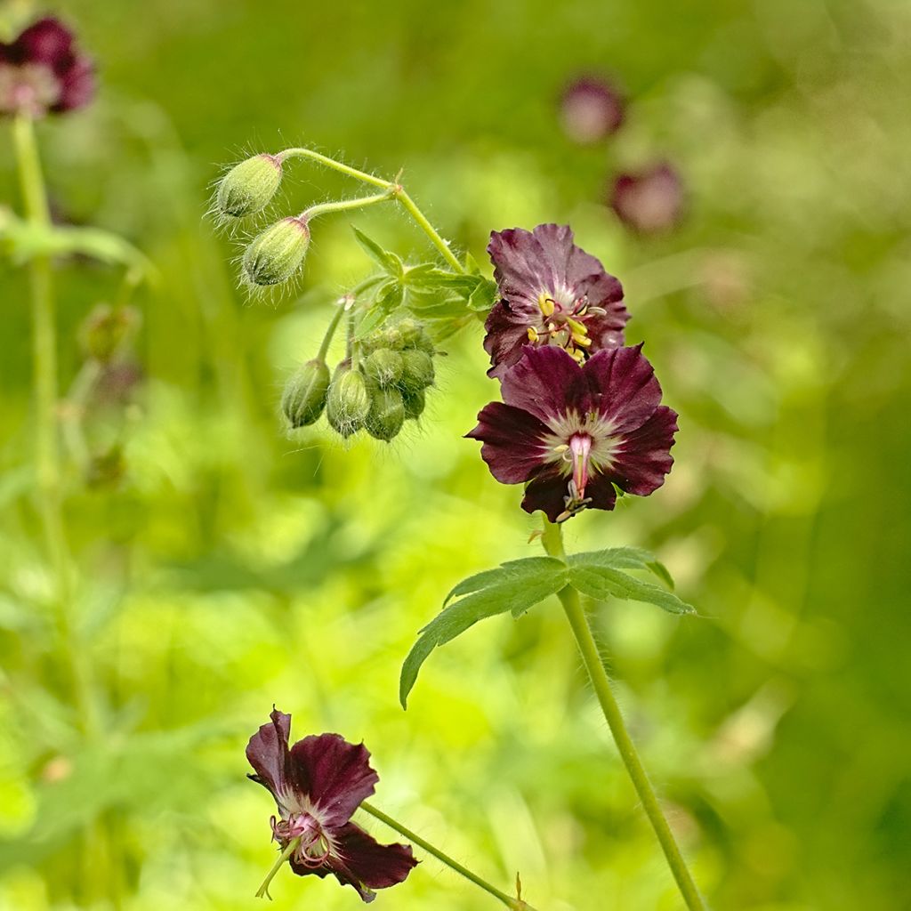 Géranium vivace phaeum