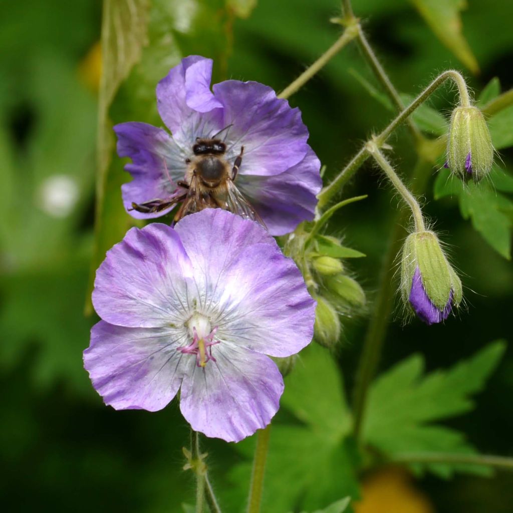 Géranium vivace phaeum var lividum - Géranium vivace rose pâle à lilas.