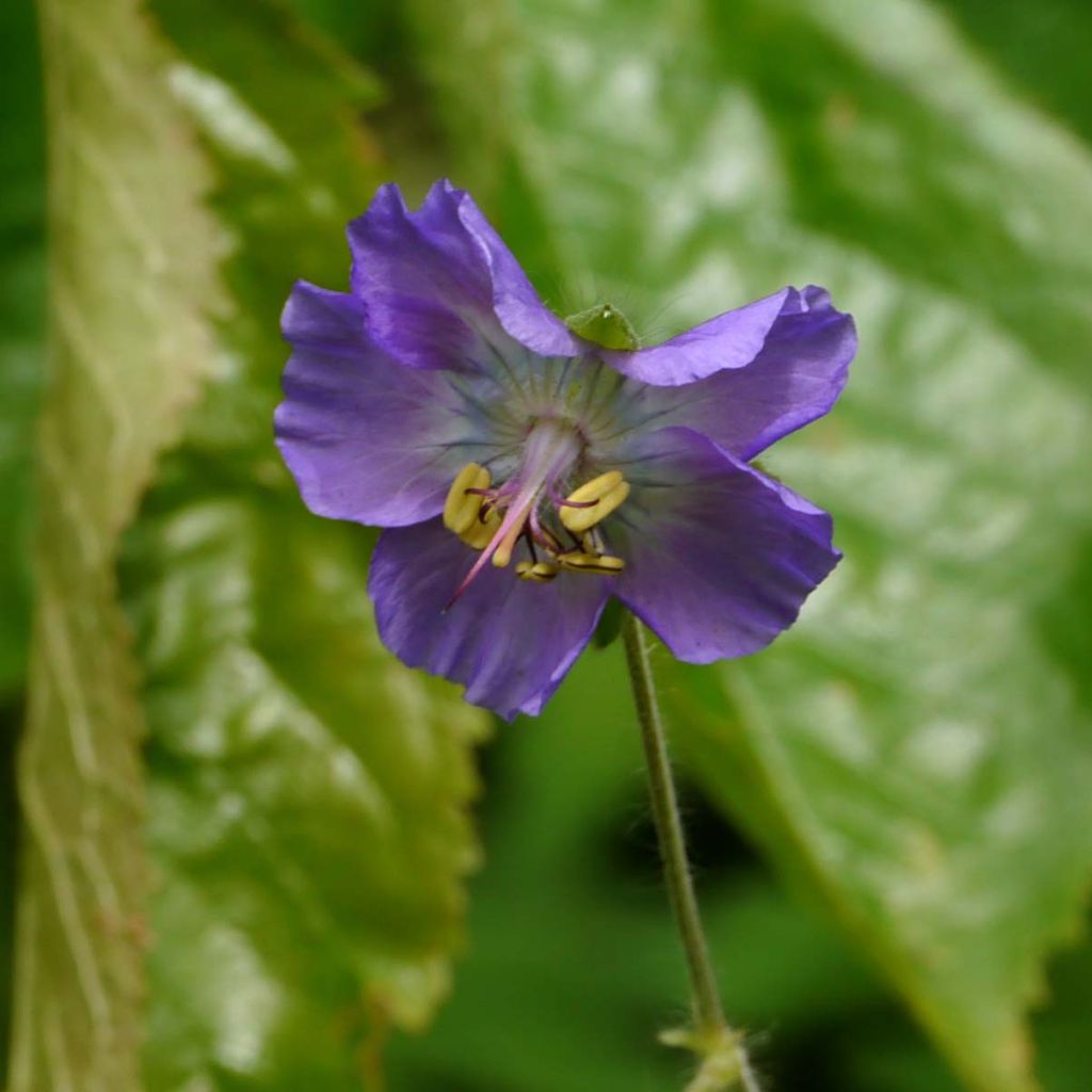 Géranium vivace phaeum var lividum - Géranium vivace rose pâle à lilas.