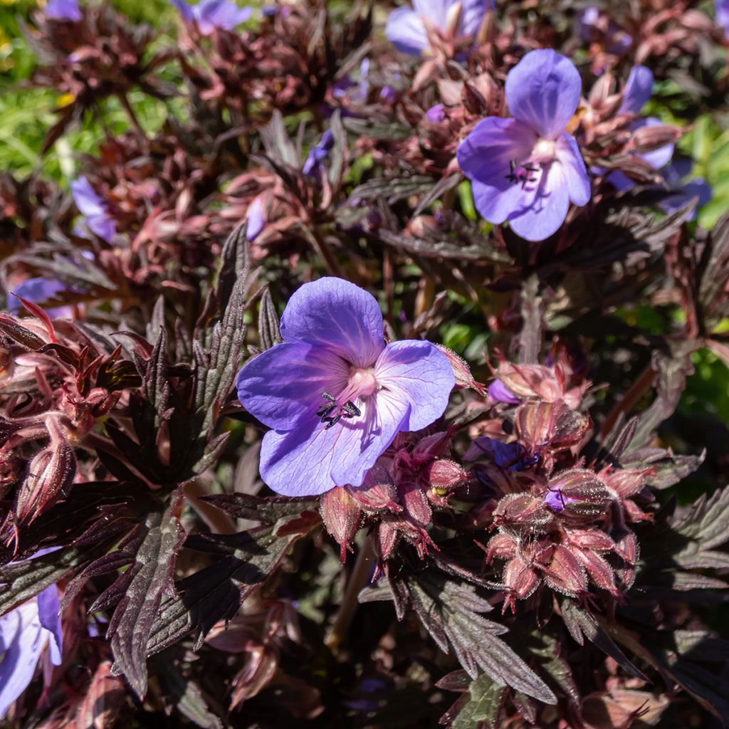 Géranium vivace pratense Midnight Reiter - Géranium des prés