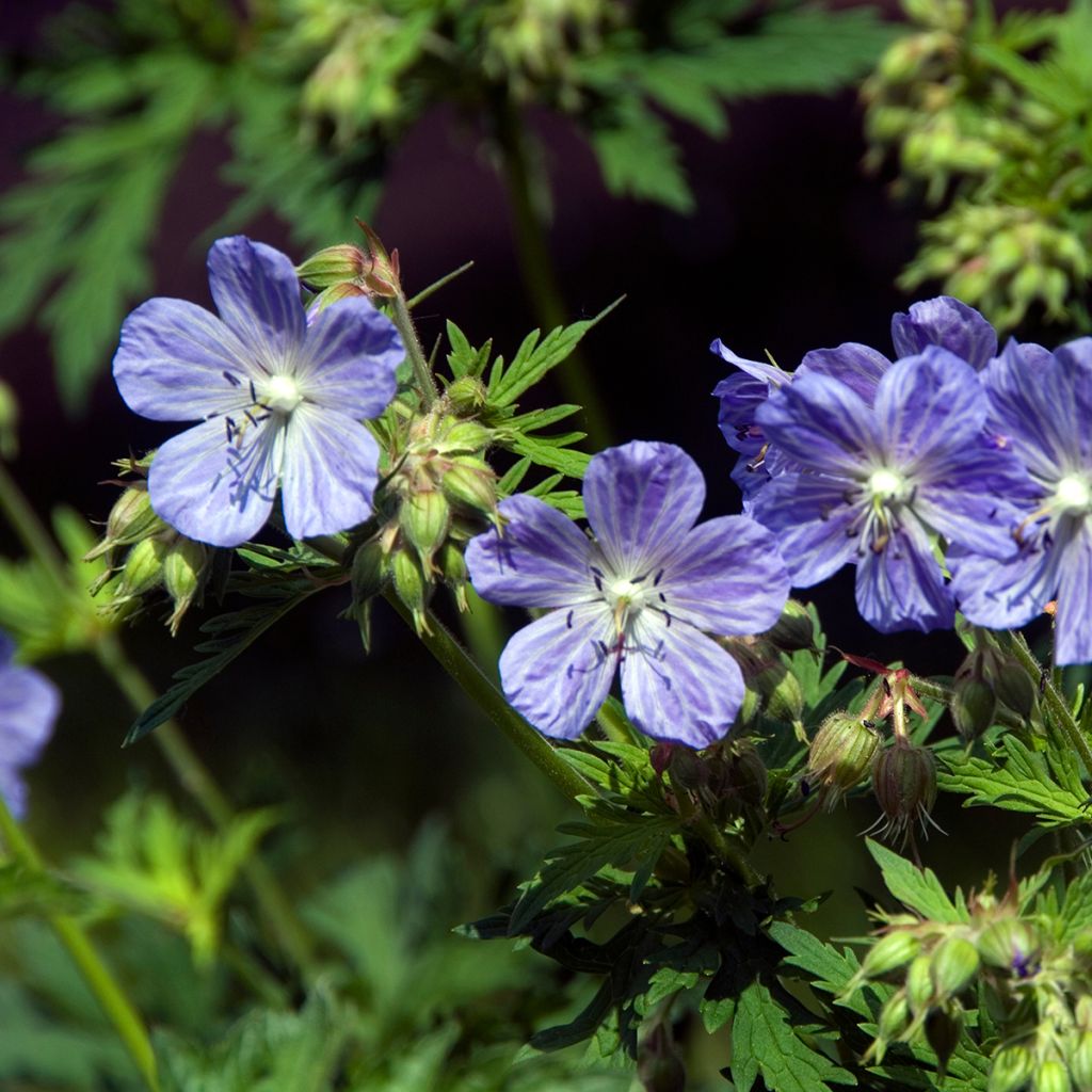 Géranium vivace pratense Mrs Kendall Clark - Géranium des prés