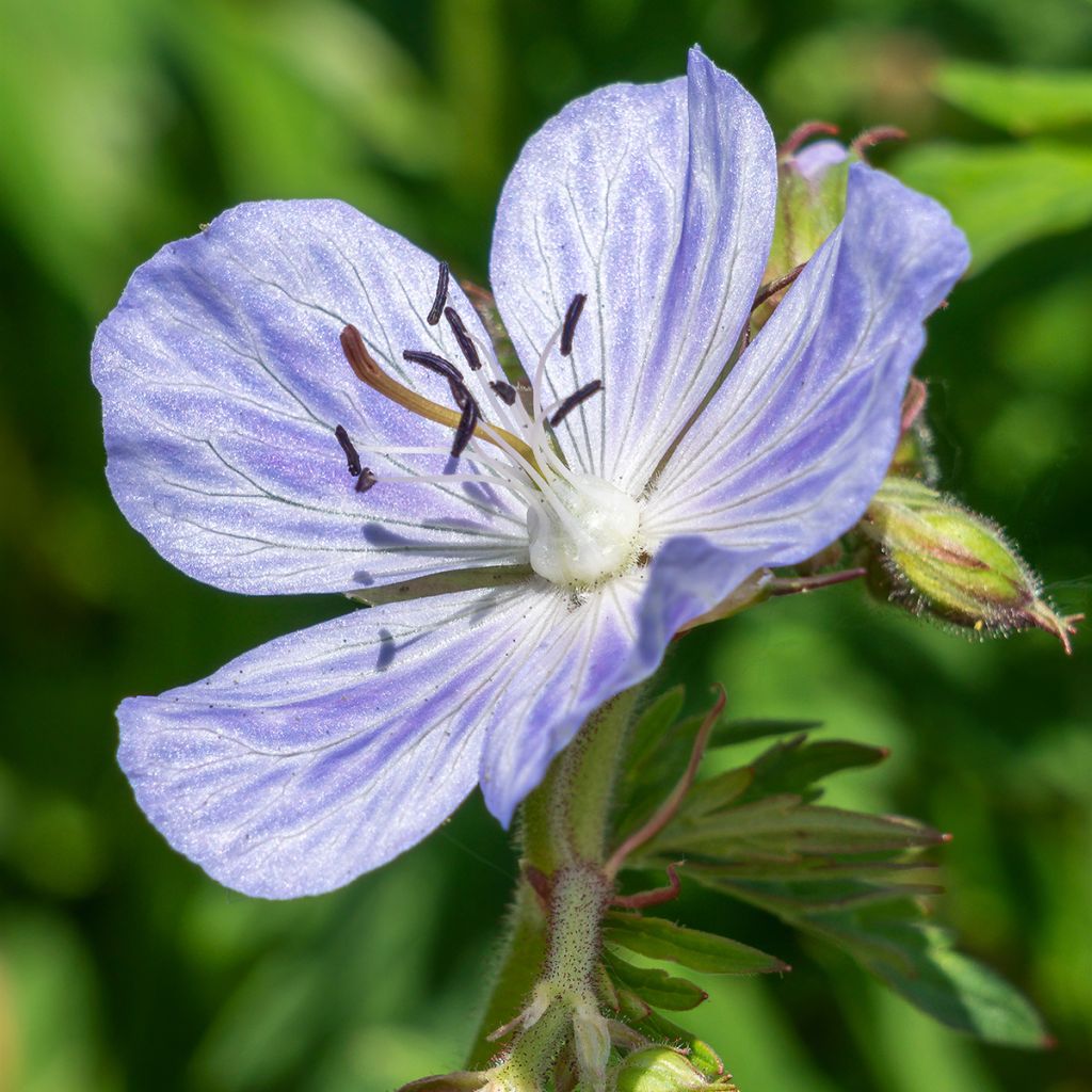 Géranium vivace pratense Mrs Kendall Clark - Géranium des prés