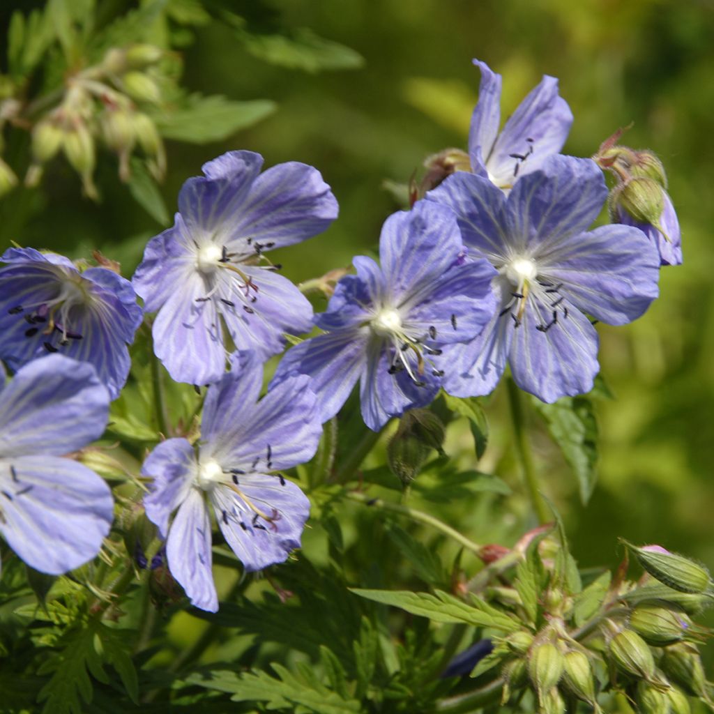 Géranium vivace pratense Mrs Kendall Clark - Géranium des prés