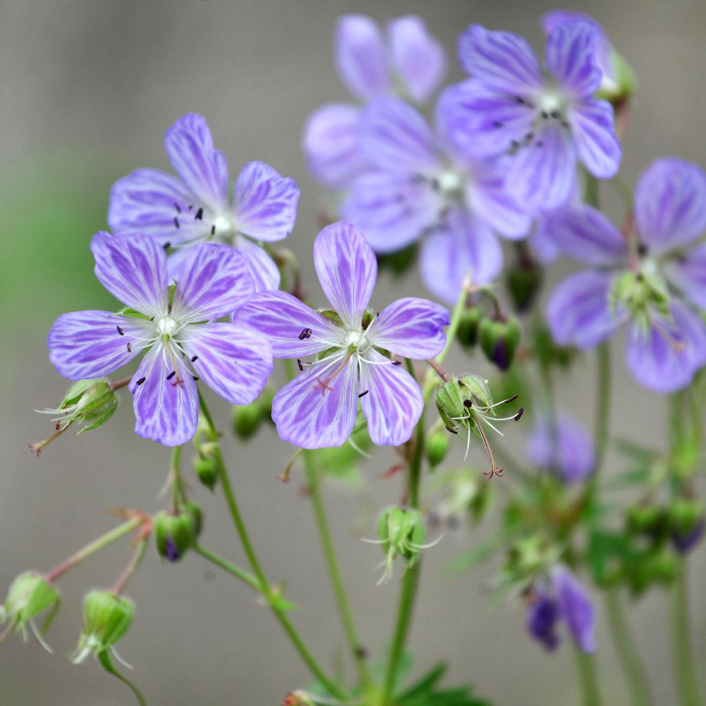 Géranium vivace pratense Mrs Kendall Clark - Géranium des prés