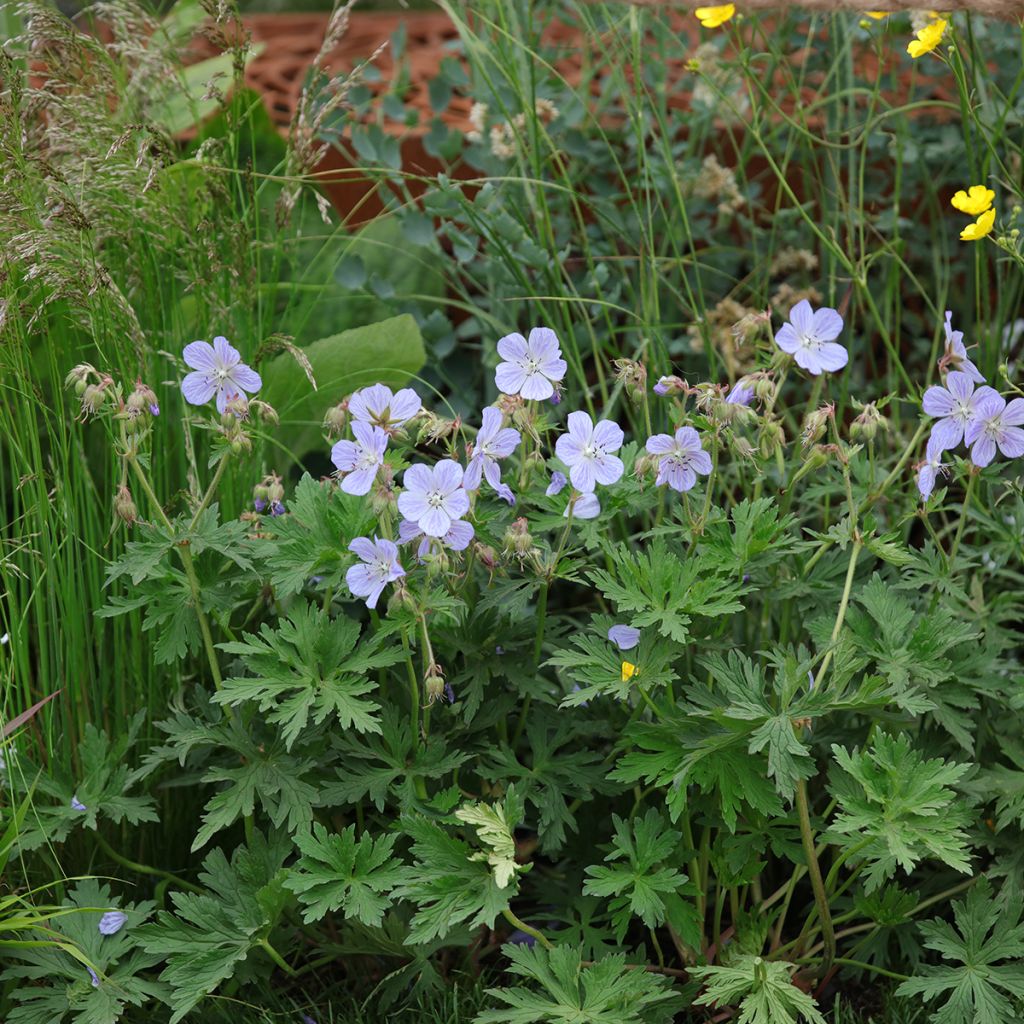 Géranium vivace pratense Mrs Kendall Clark - Géranium des prés