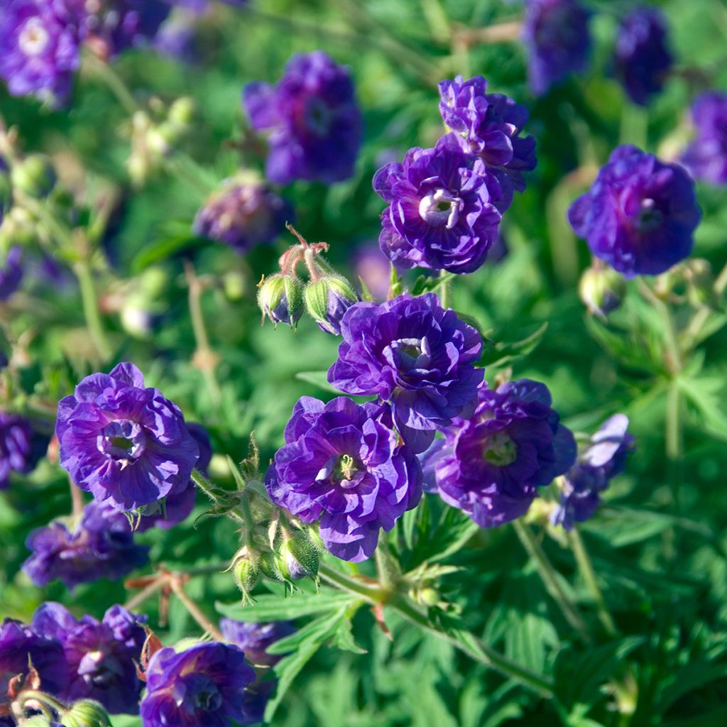 Géranium vivace pratense Plenum Violaceum - Géranium des prés