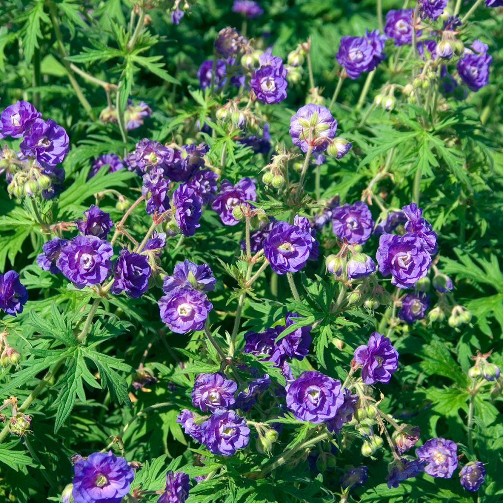 Géranium vivace pratense Plenum Violaceum - Géranium des prés