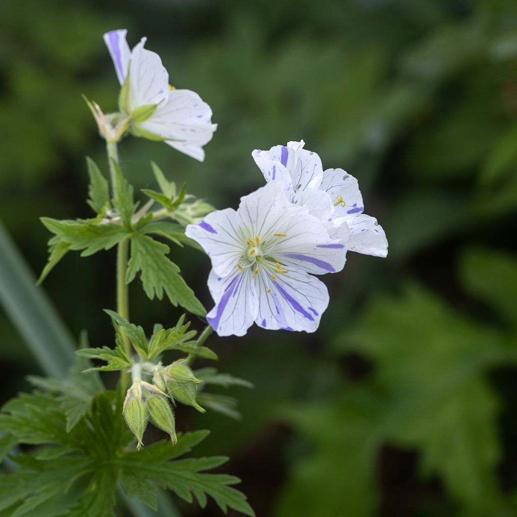 Géranium vivace pratense Splish Splash - Géranium des prés