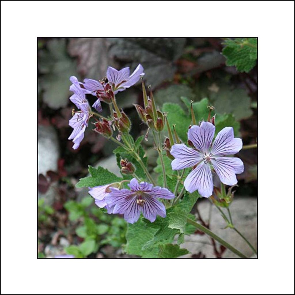 Geranium vivace renardii Zetterlund - Géranium vivace parme clair veiné de violet