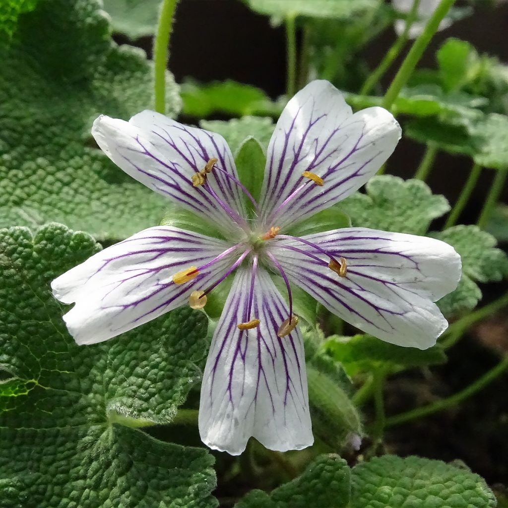 Géranium vivace renardii