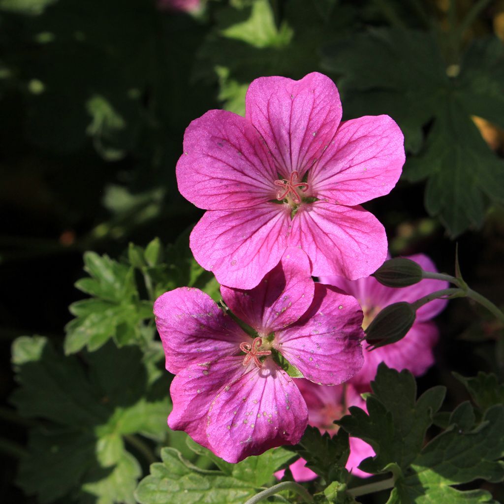 Géranium vivace riversleaianum Russell Prichard