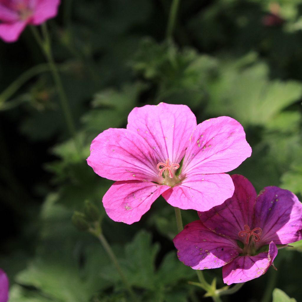 Géranium vivace riversleaianum Russell Prichard