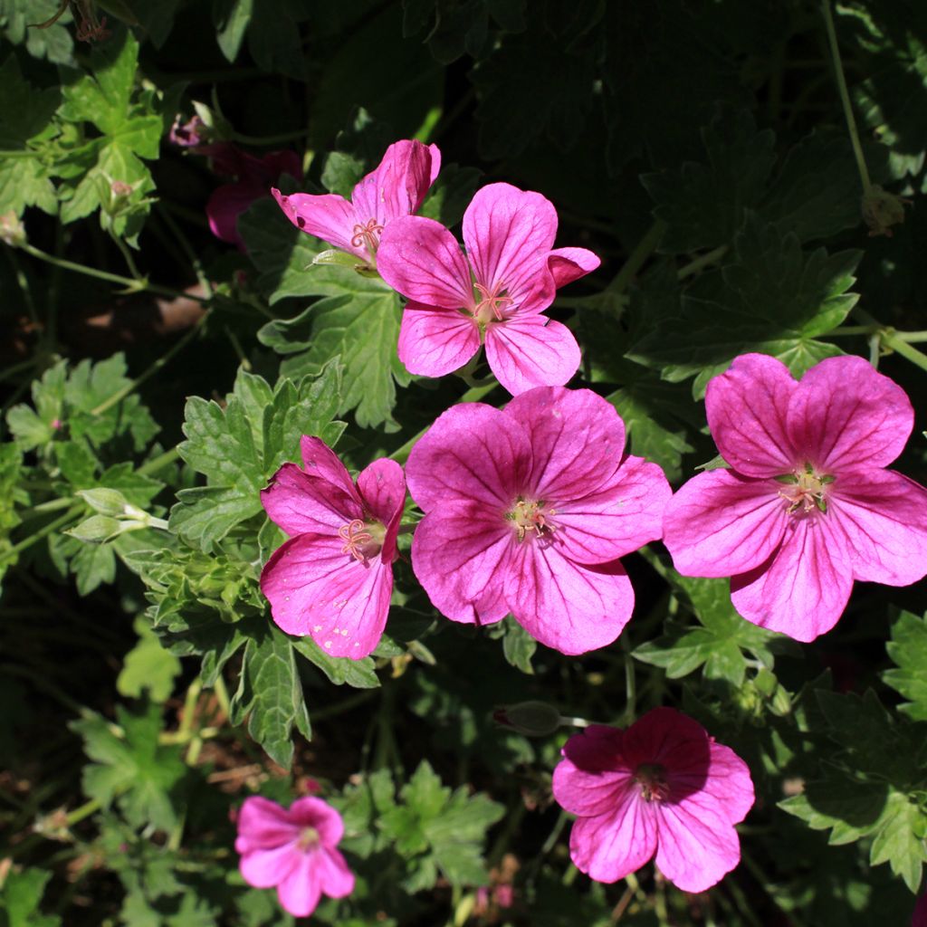 Géranium vivace riversleaianum Russell Prichard