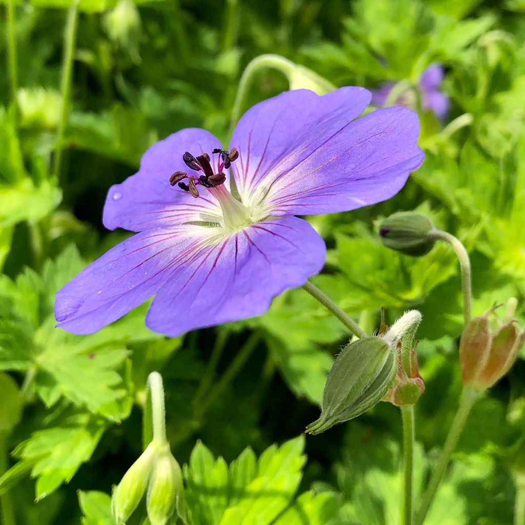 Géranium vivace Rozanne