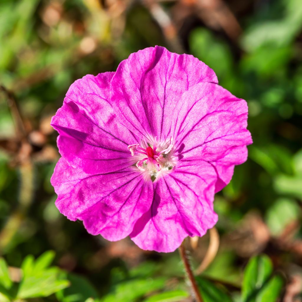 Géranium vivace sanguin Ankum's Pride - Géranium sanguineum