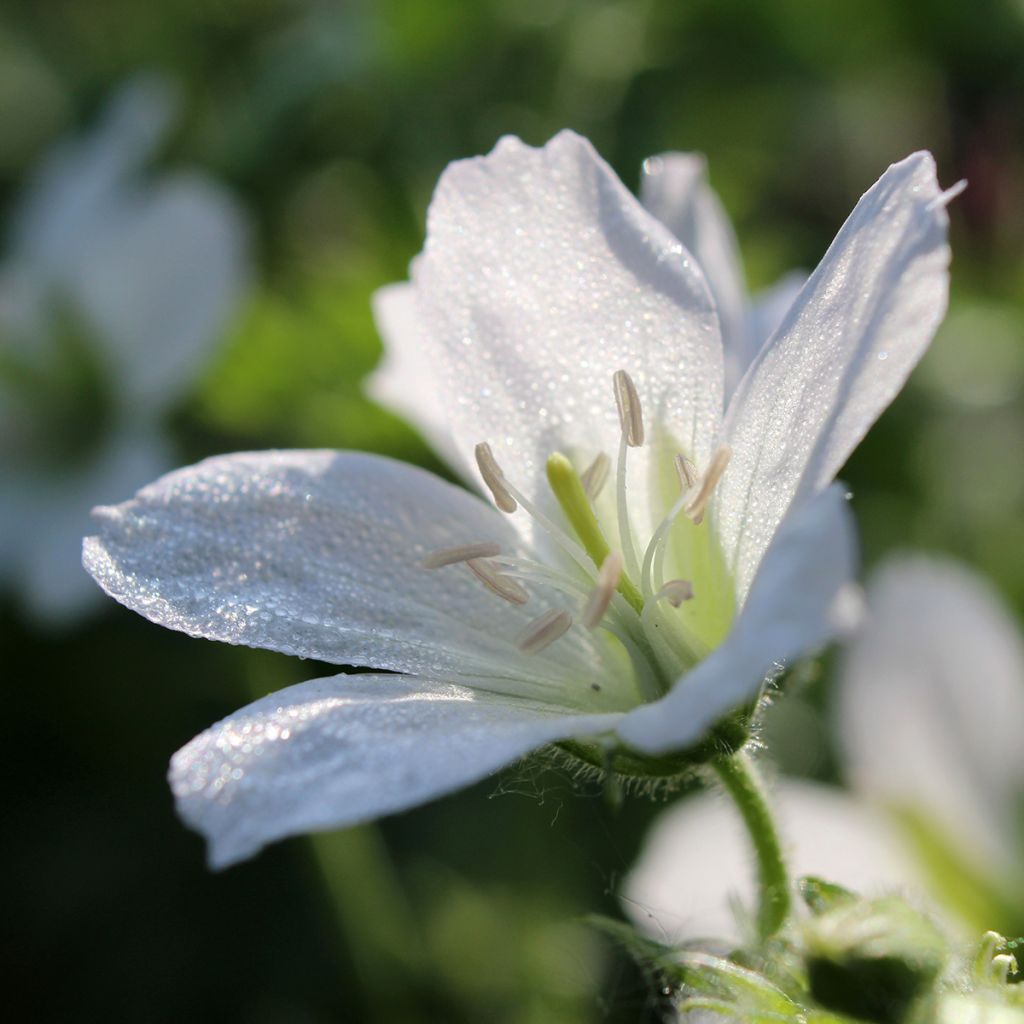 Geranium vivace sanguineum Album