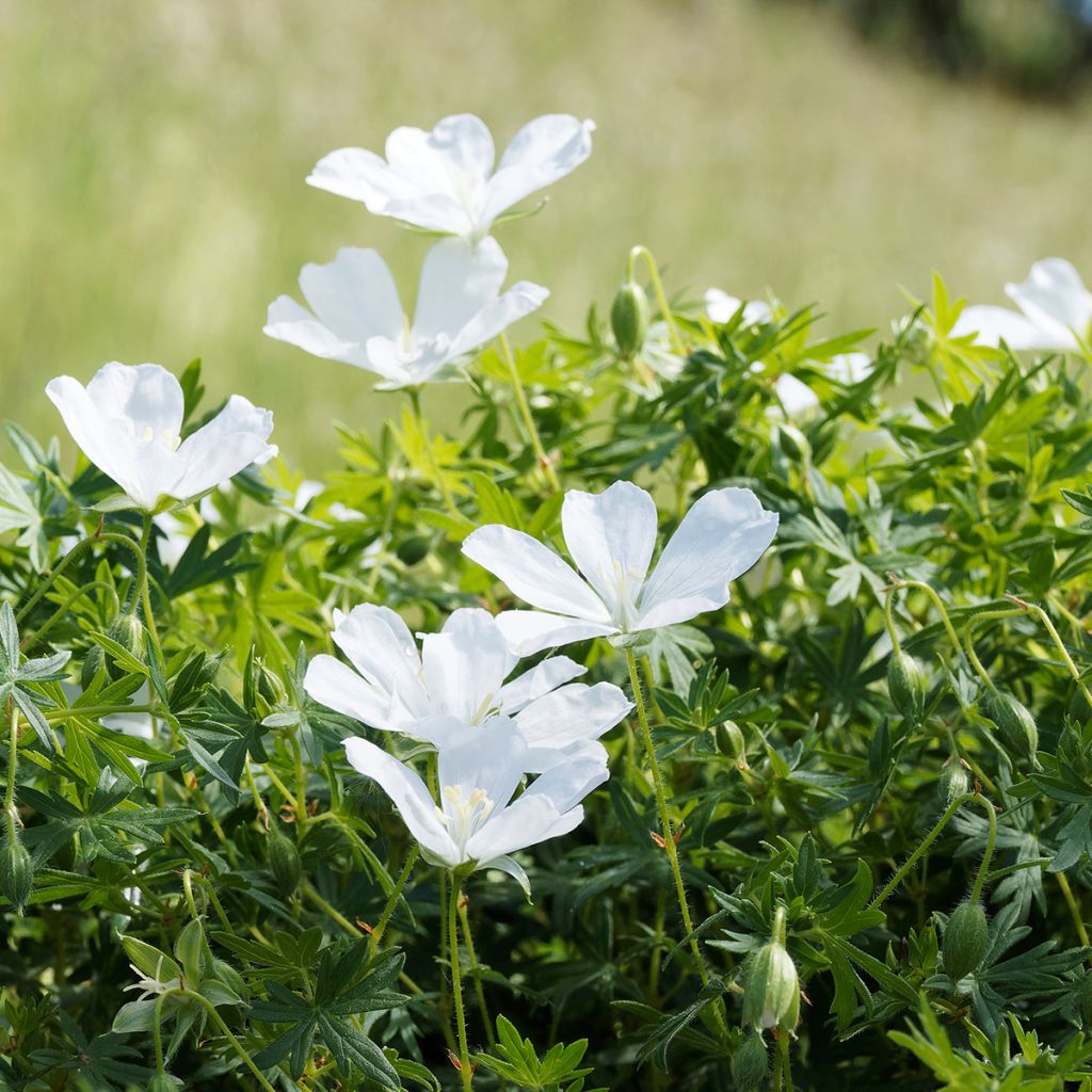 Geranium vivace sanguineum Album