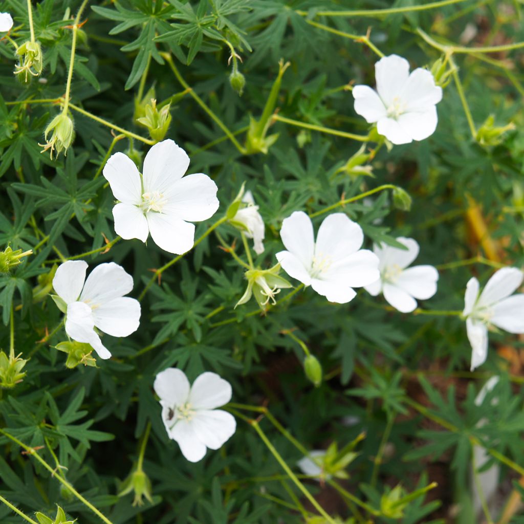 Geranium vivace sanguineum Album