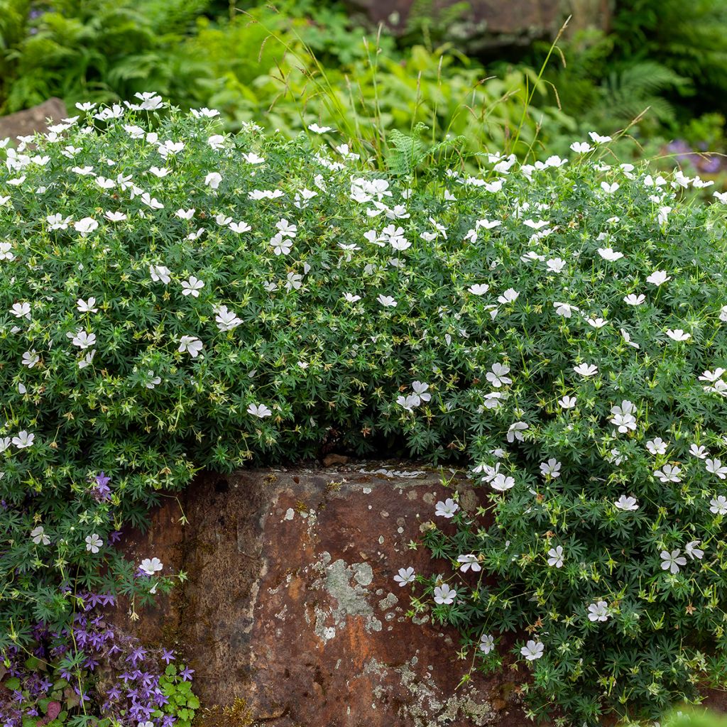 Geranium vivace sanguineum Album