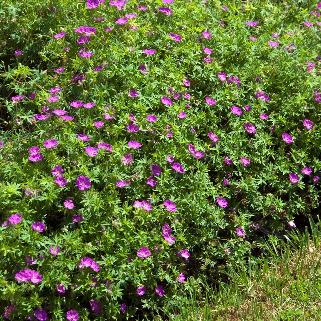 Géranium vivace sanguineum Compactum - Geranium sanguin rose pâle