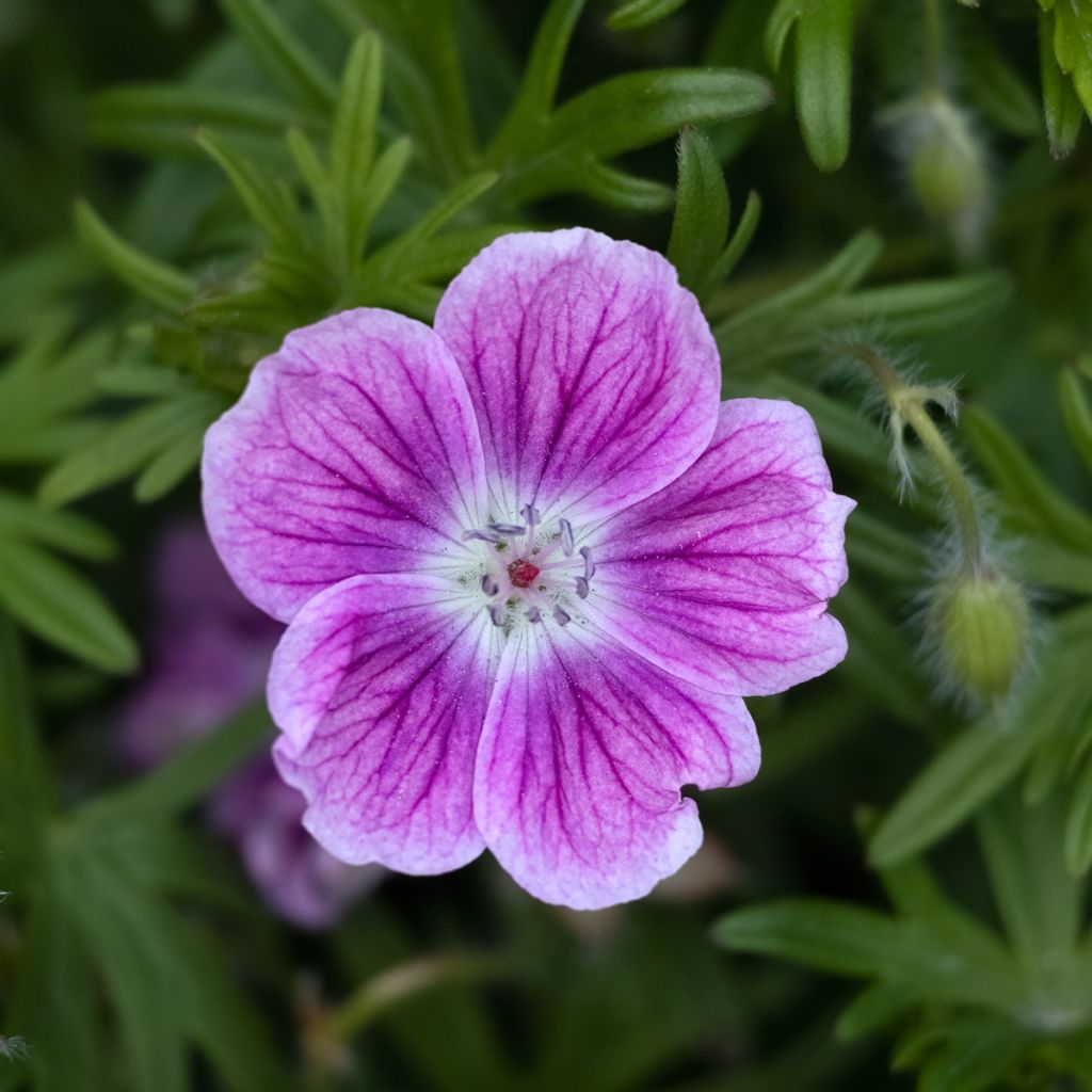 Geranium vivace sanguineum Elke