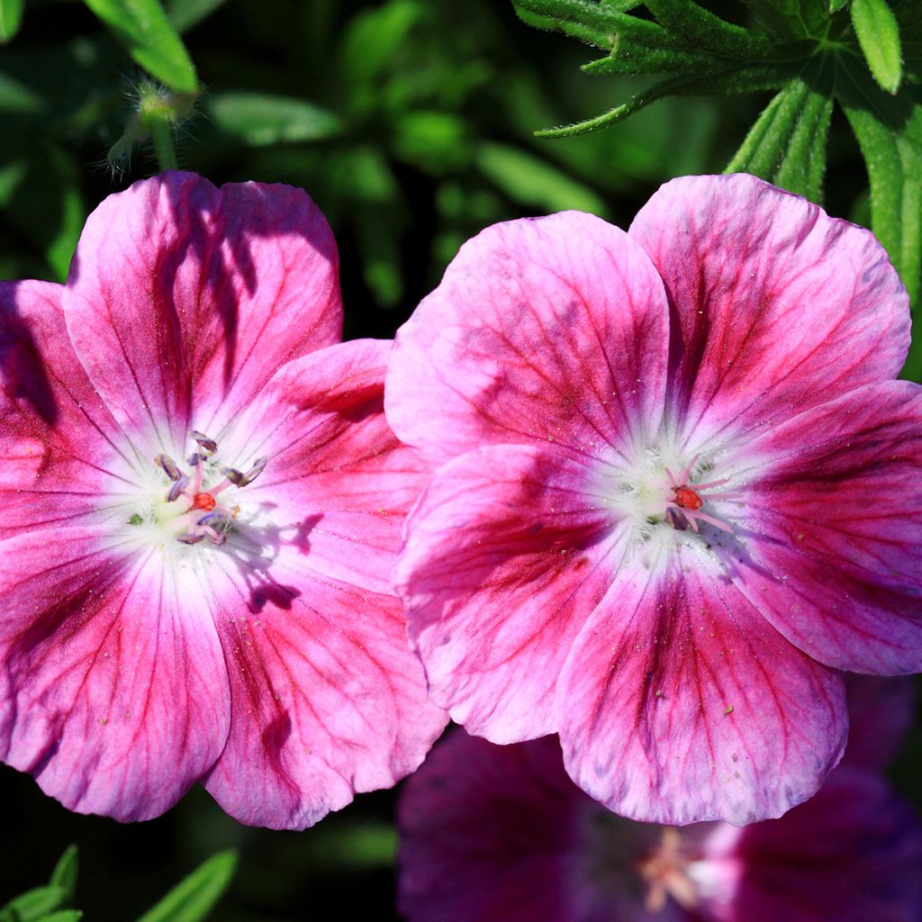 Geranium vivace sanguineum Elke