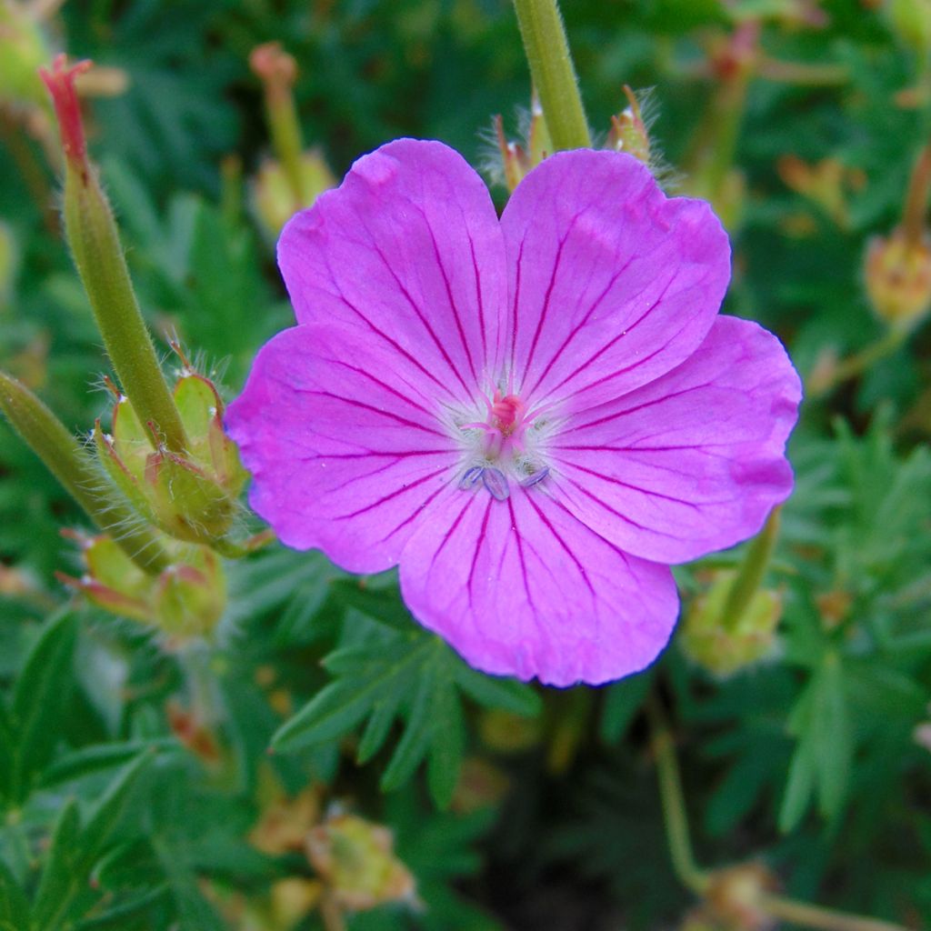 Géranium vivace sanguineum Hannelore