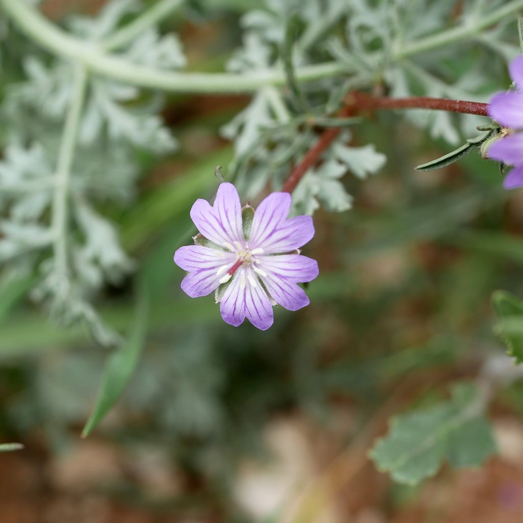 Géranium vivace tubéreux - Geranium tuberosum