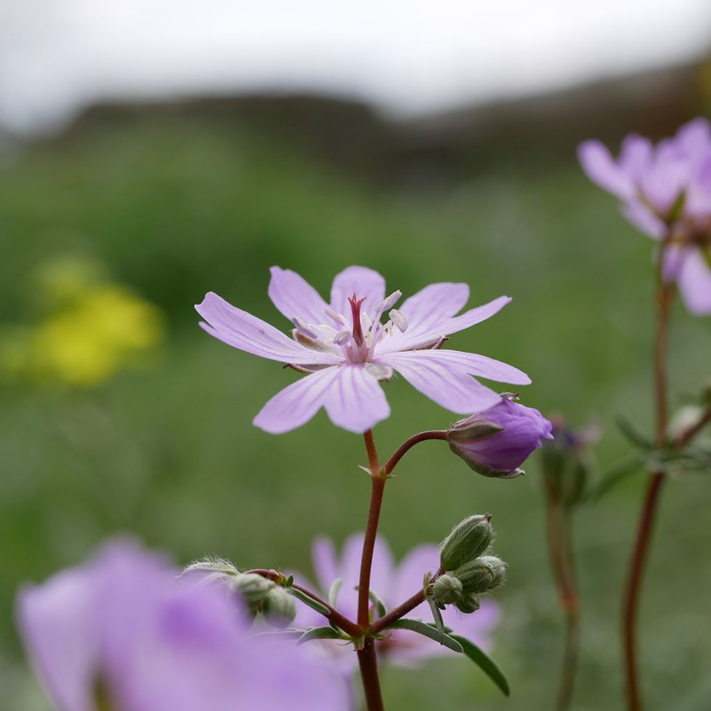 Géranium vivace tubéreux - Geranium tuberosum