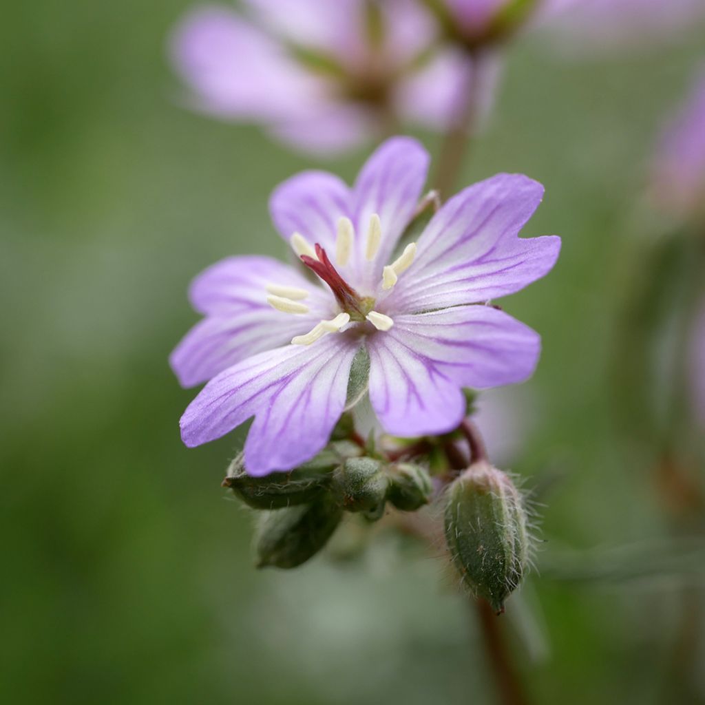 Géranium vivace tubéreux - Geranium tuberosum